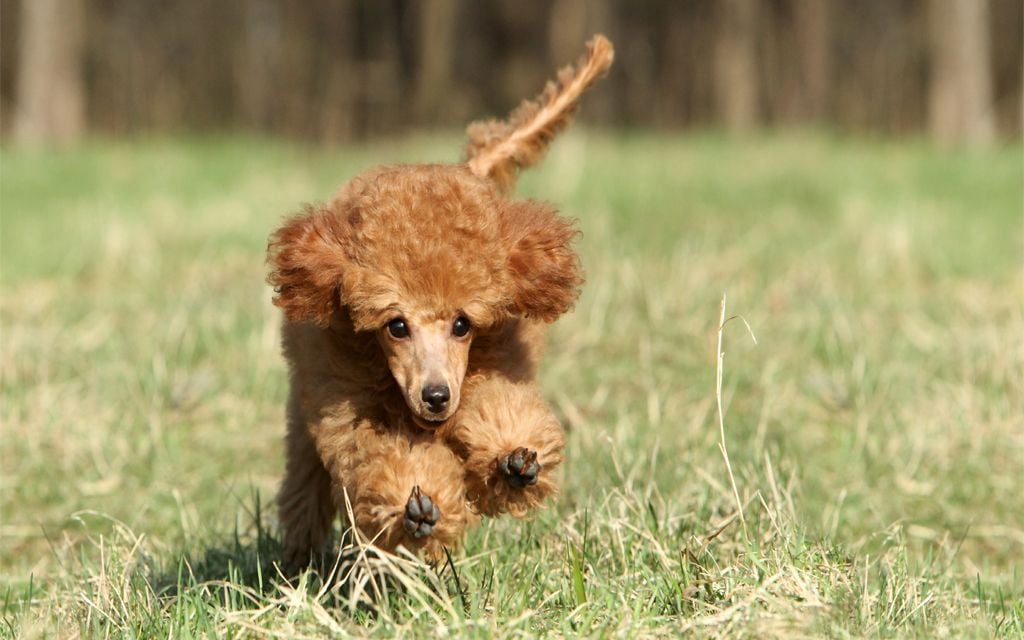 Toy Poodle picture