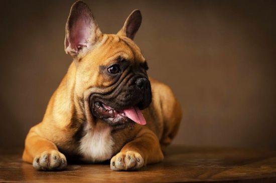 Beige French Bulldog picture