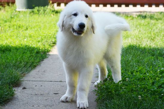 White Great Pyrenees Puppy picture