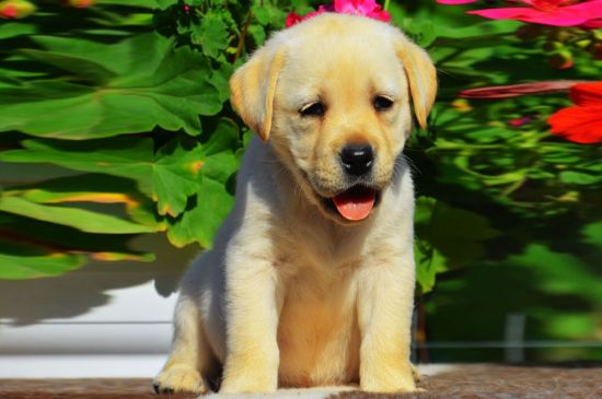 Labrador Puppy image