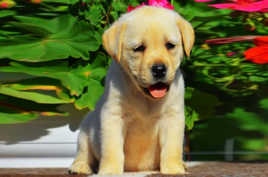 Labrador Retriever Hund