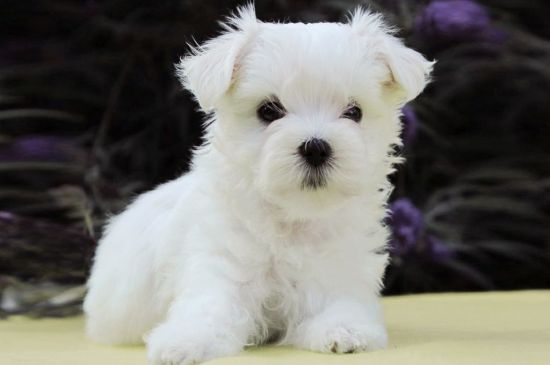 White Maltese Puppy image