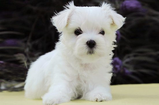 Maltese dog