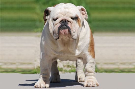 White with Markings Miniature English Bulldog picture