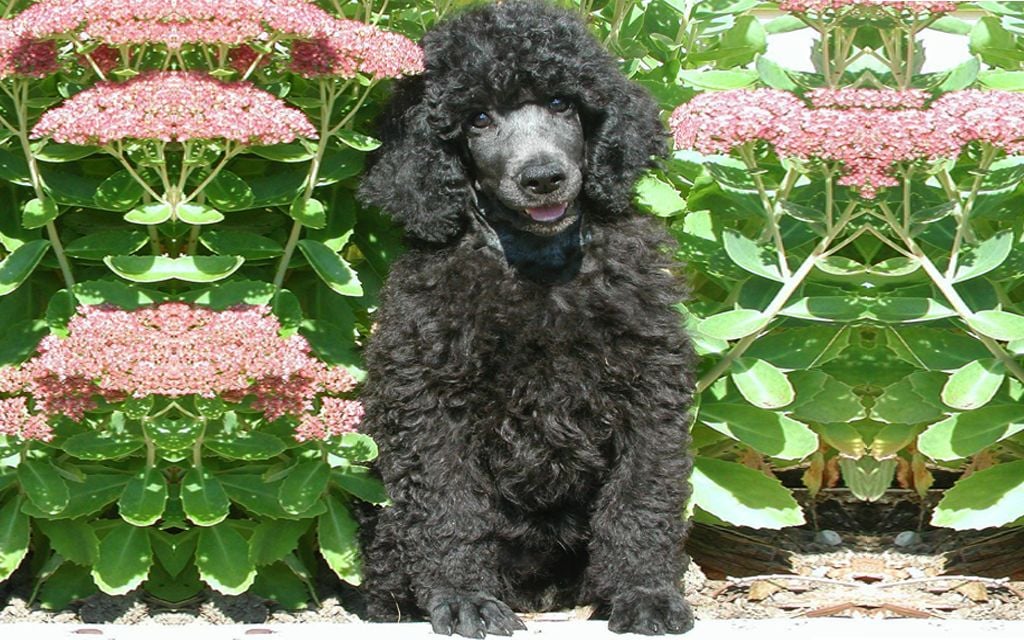 Black Standard Poodle image