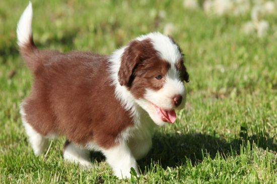 Red and White Bearded Collie Puppy picture