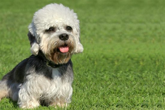 Black and White Dandie Dinmont Terrier picture