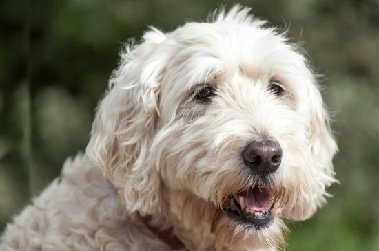 Soft Coated Wheaten Terrier dog