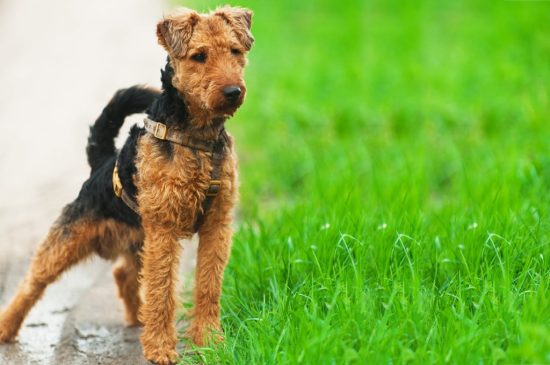 Welsh Terrier dog