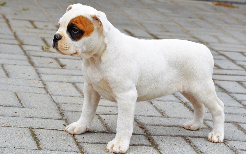 White with marking American Bulldog Puppy picture