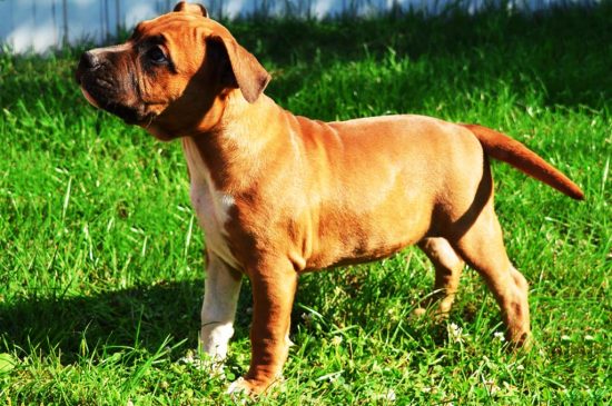 Amerikanischer Staffordshire-Terrier Hund