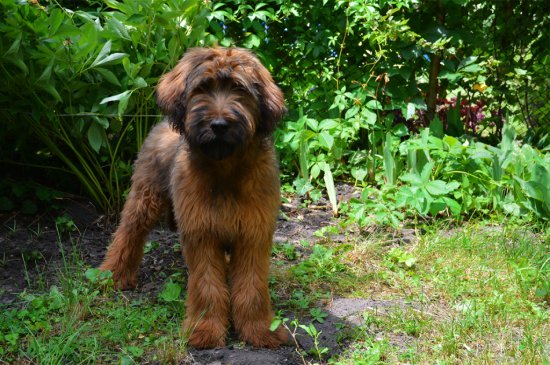 Briard perro