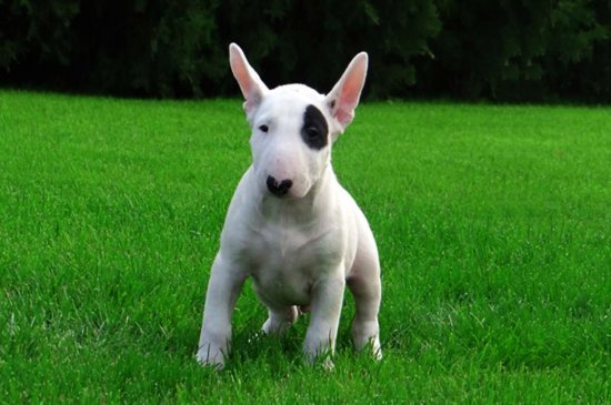 Bull Terrier perro