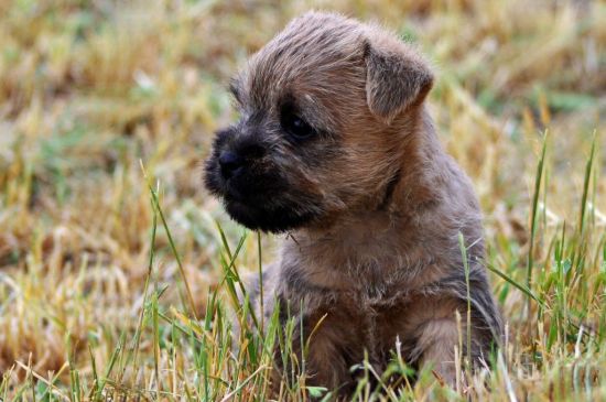 Grey Cairn Terrier Puppy picture