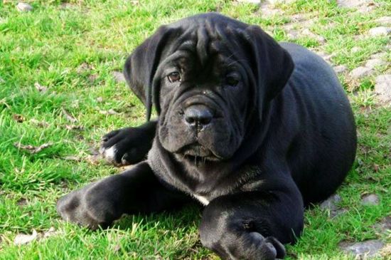 Black Cane Corso Puppy picture