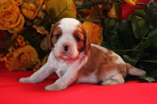 Blenheim Cavalier King Charles Puppy picture
