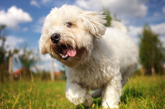 Coton de Tulear dog