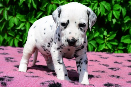 Dalmatian dog