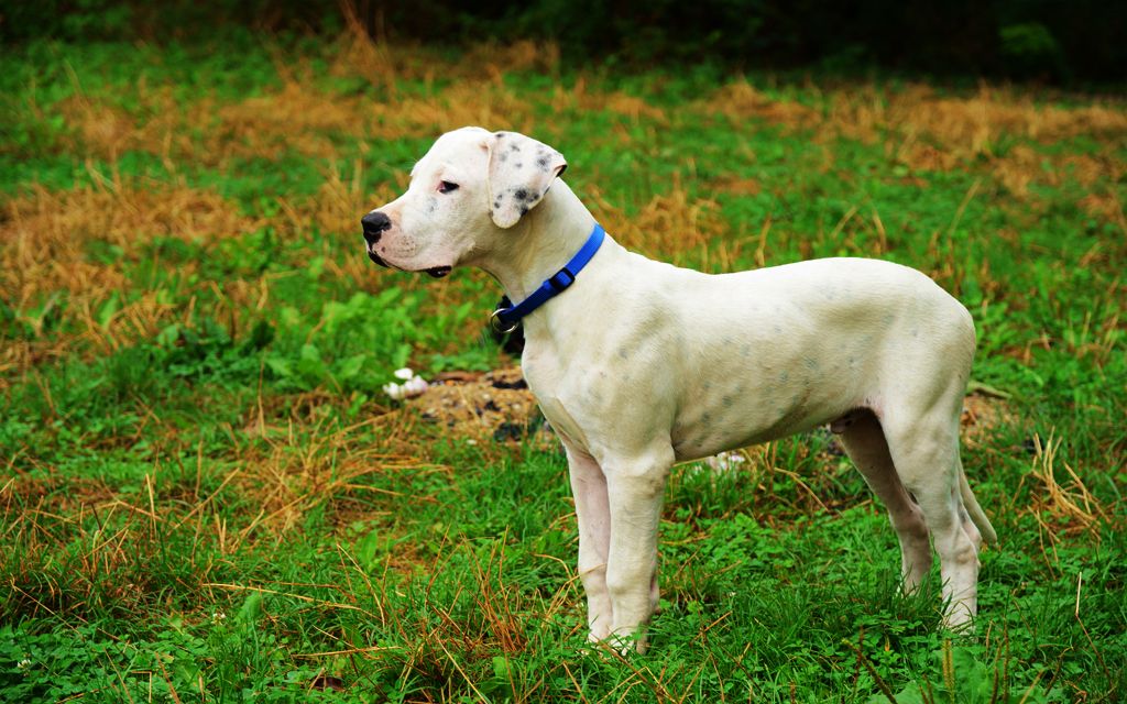 White Dogo Argentino picture