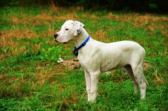 Argentinische Dogge Hund