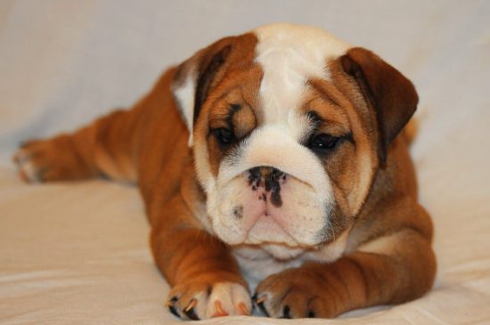 Englische Bulldogge Hund