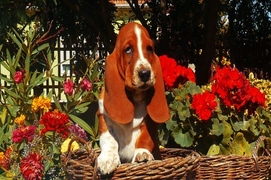 Basset Hound dog