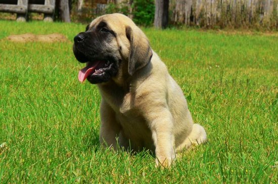 Englischer Mastiff Hund