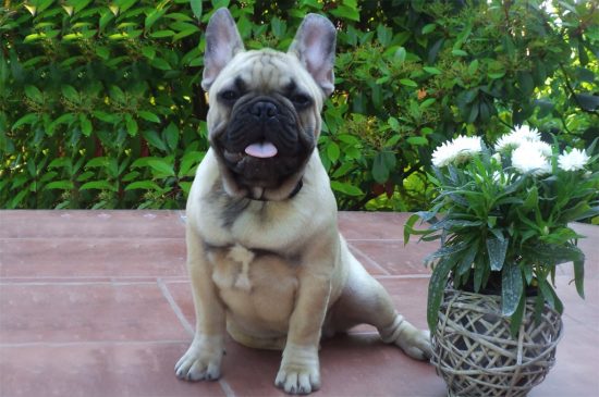 Bulldog Francés perro