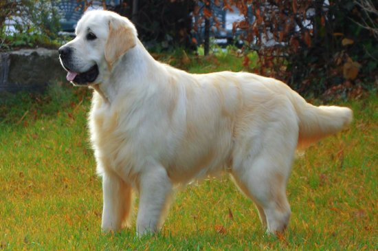 Golden Retriever dog