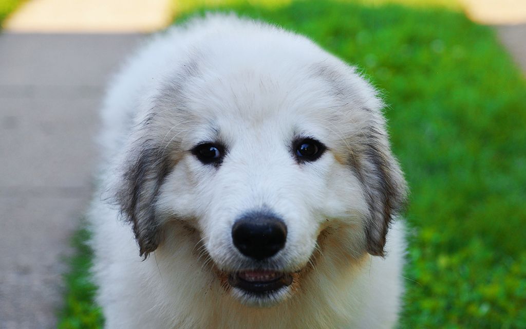 Black pied Great Pyrenees Puppy picture