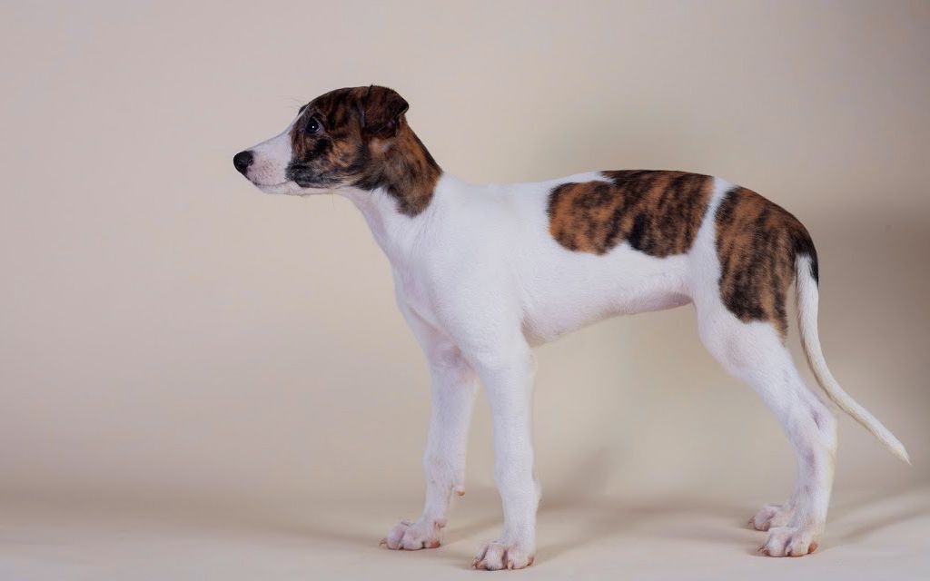 White with markings Hunragian Greyhound Puppy image