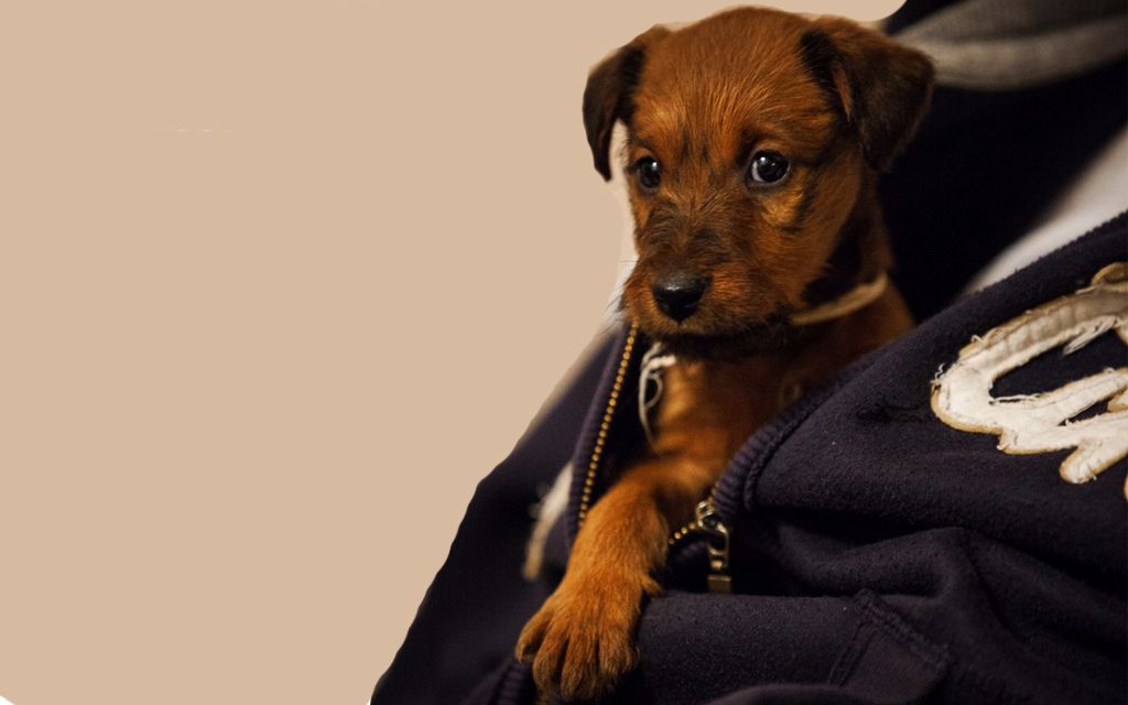 Red Irish terrier Puppy picture