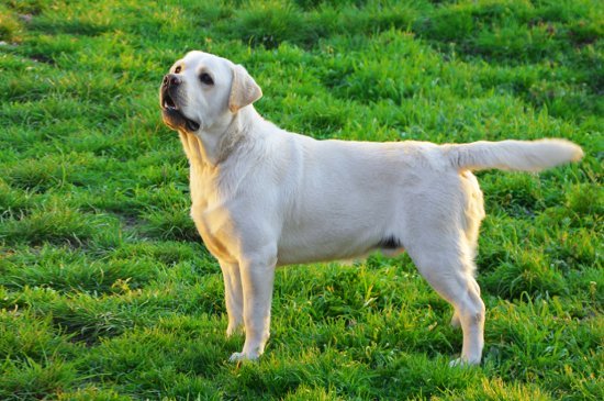 Labrador Retriever dog