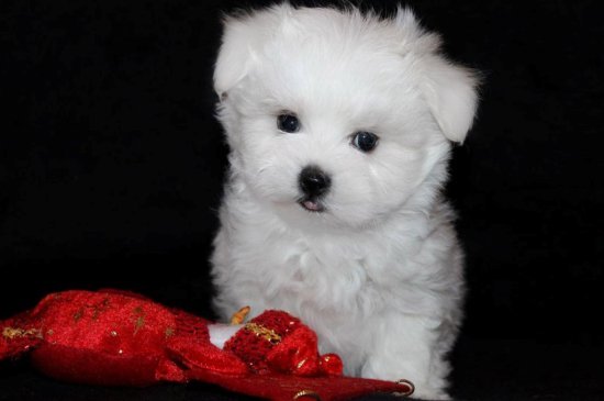 Maltese dog