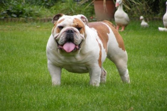 Mini Englishche Bulldog Hund