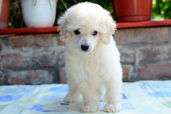 Miniature Poodle dog