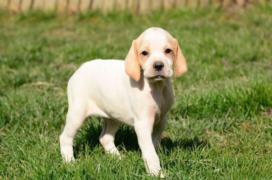 White with markings Pointer Puppy picture