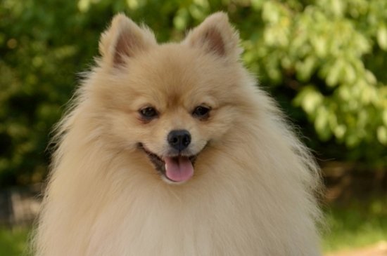 Pomeranian dog