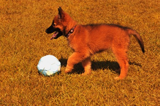 Pastor Belga Tervuren perro