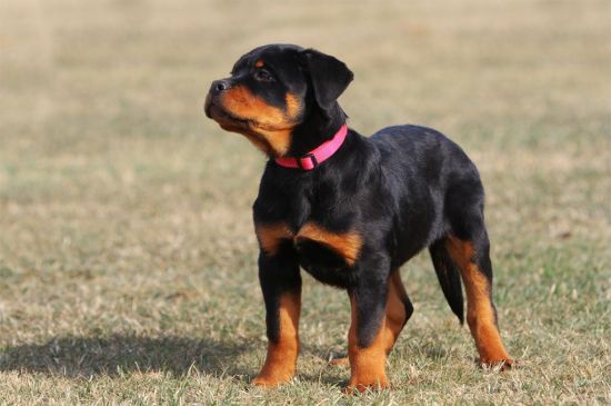 Black and Tan Rottweiler Puppy picture