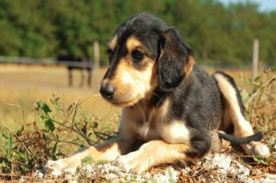 Saluki Hund