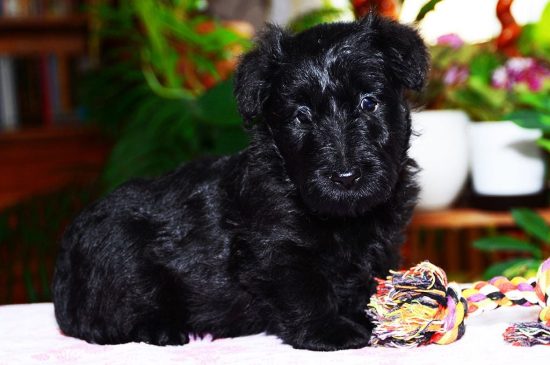 Black Scottish Terrier Puppy image