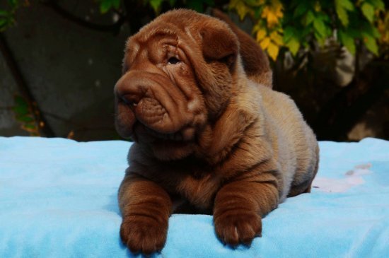 Sharpei Hund