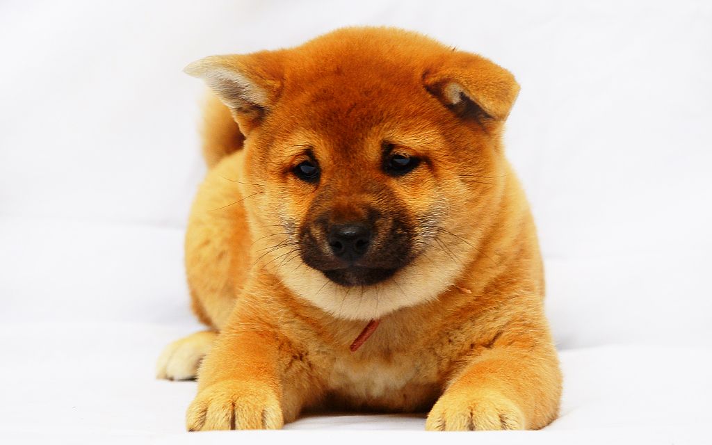 Red Shiba Inu Puppy picture