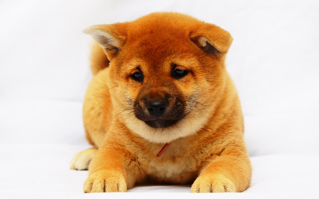 Shiba inu best sale small breed