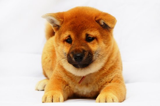 Shiba Inu perro