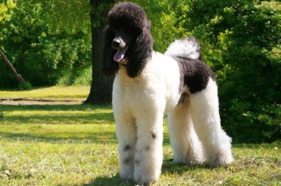 Standard Poodle dog