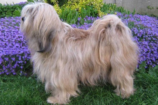 Terrier Tibetano perro