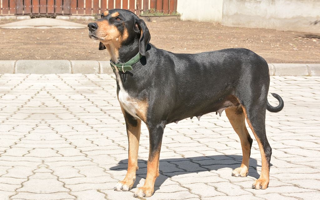 Transylvanian Hound dog