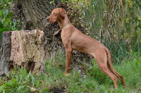 Hungarian Vizsla dog